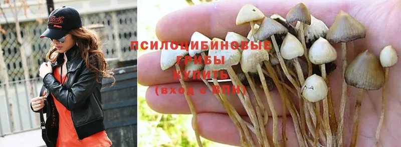 Псилоцибиновые грибы Psilocybine cubensis  хочу наркоту  Бокситогорск 